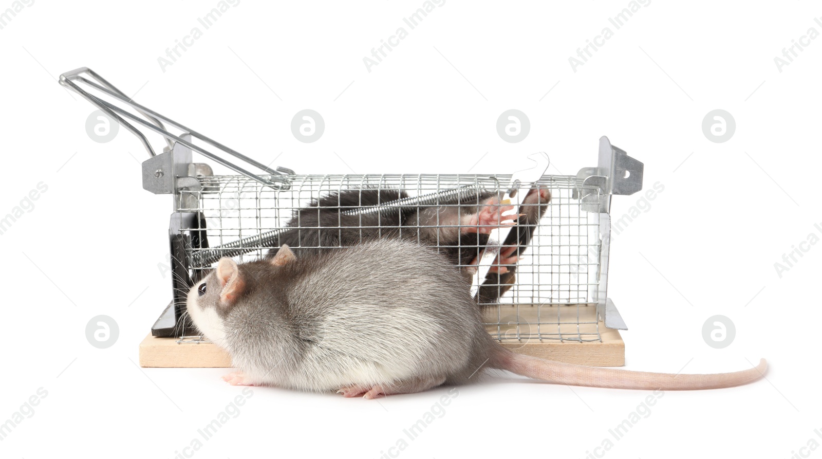 Photo of Rats and cage mouse trap on white background