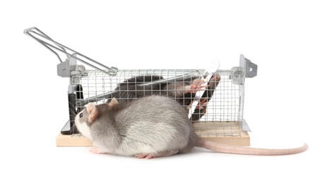 Photo of Rats and cage mouse trap on white background