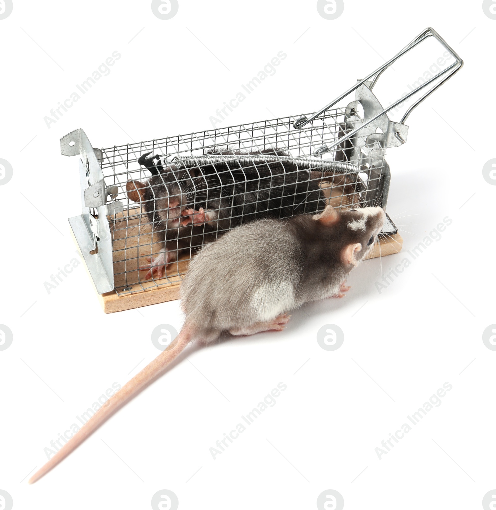 Photo of Rats and cage mouse trap on white background