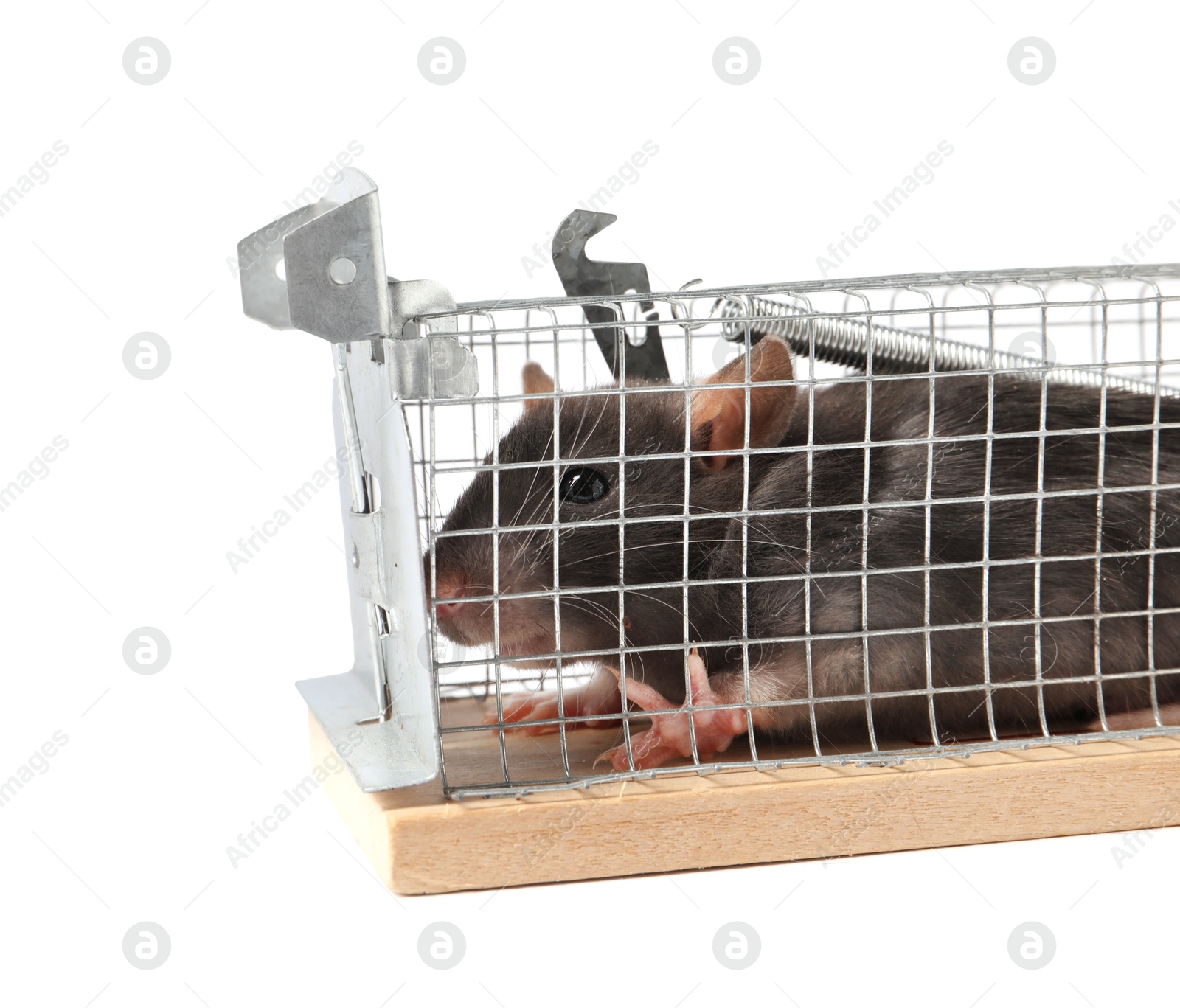 Photo of Rat in mouse trap cage on white background