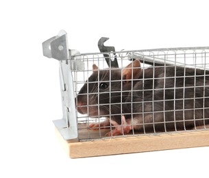 Photo of Rat in mouse trap cage on white background