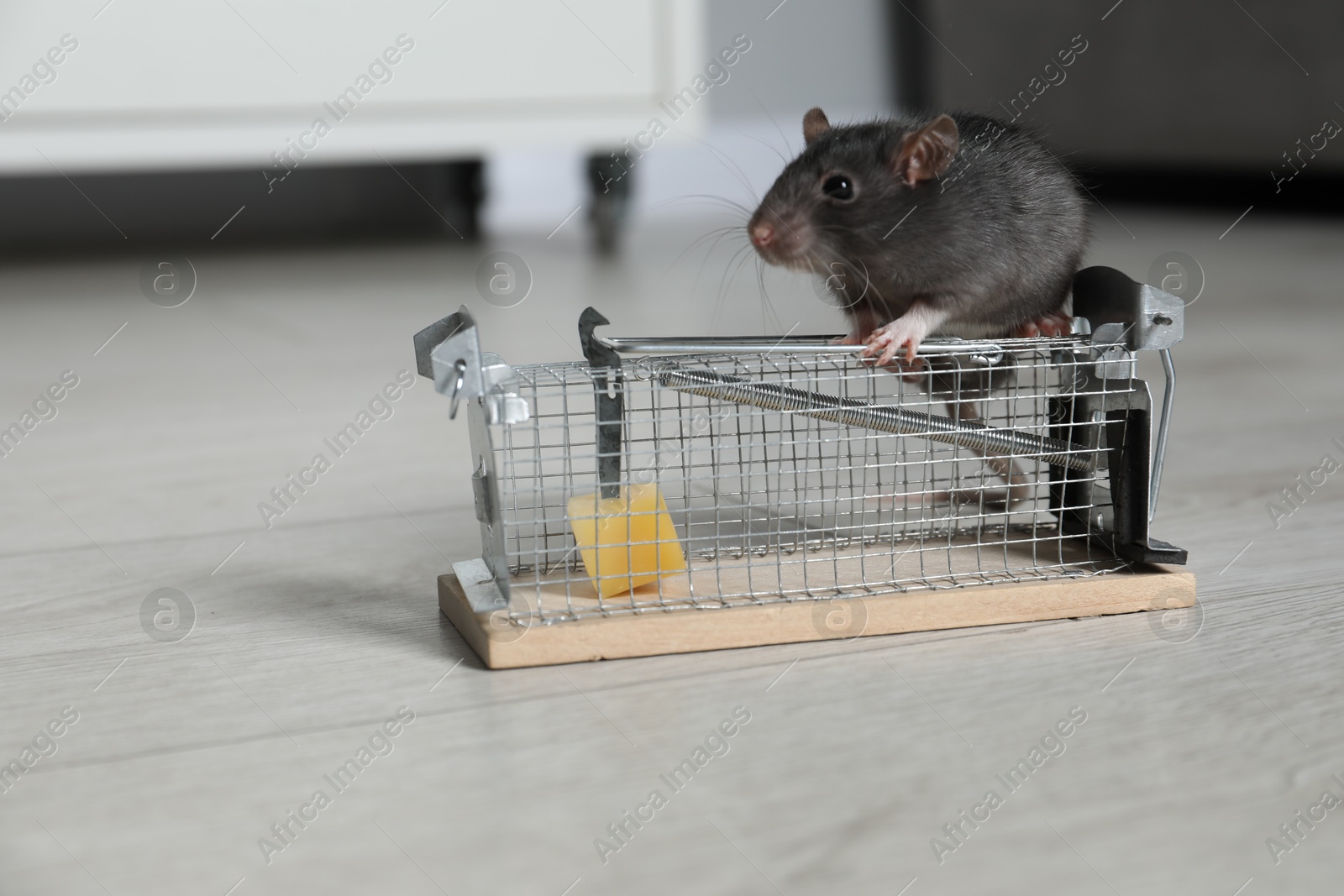 Photo of Rat on metal mouse trap with bait indoors