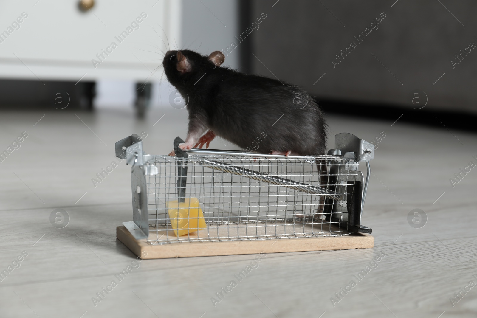 Photo of Rat on metal mouse trap with bait indoors