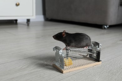 Photo of Rat on metal mouse trap with bait indoors