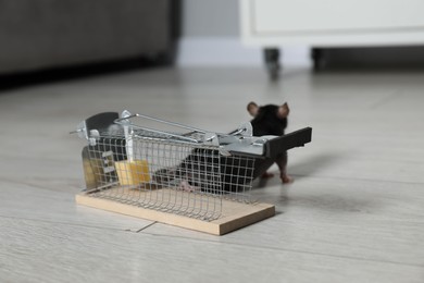 Photo of Metal mouse trap with bait and rat indoors, closeup