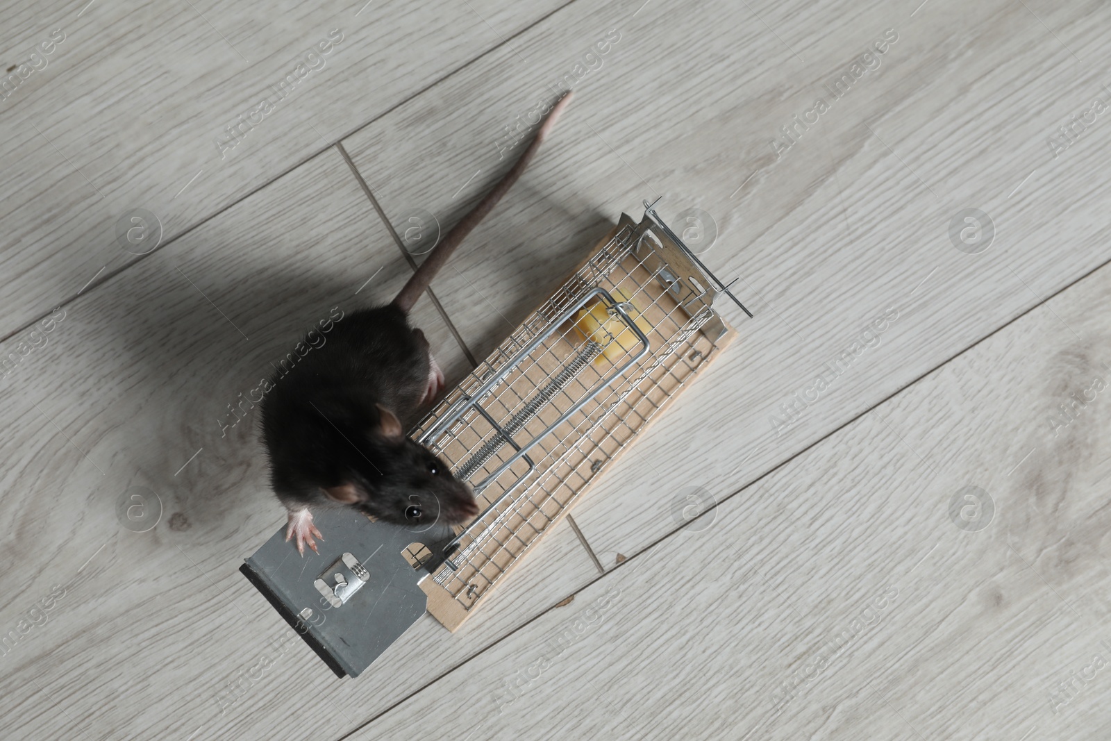 Photo of Rat and metal mouse trap with bait on floor, top view