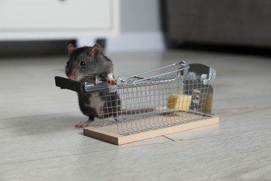 Photo of Rat and metal mouse trap with bait indoors