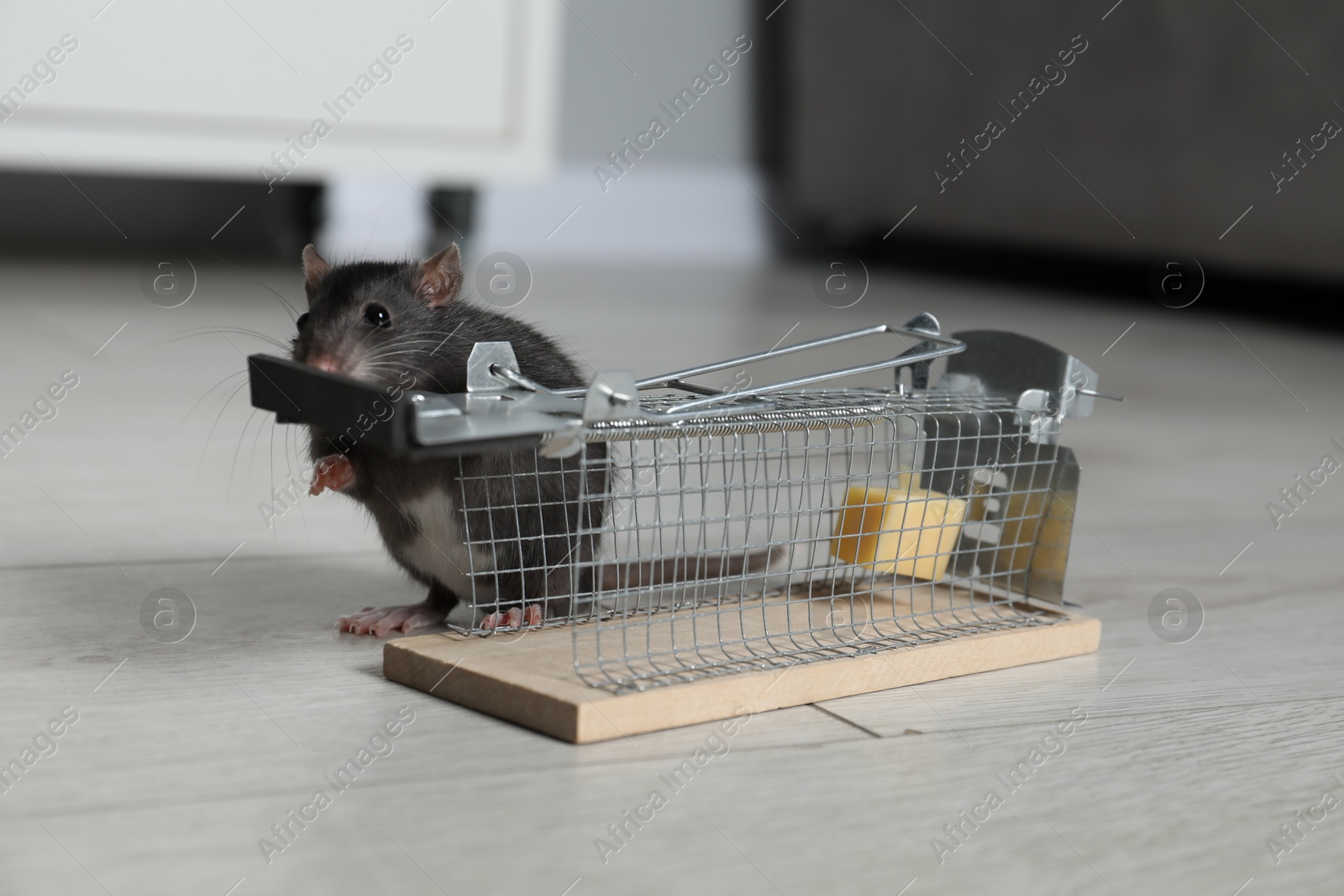 Photo of Rat and metal mouse trap with bait indoors