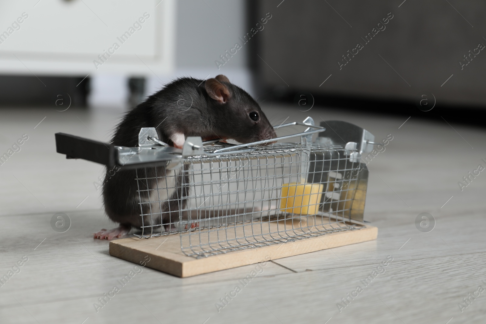 Photo of Rat and metal mouse trap with bait indoors