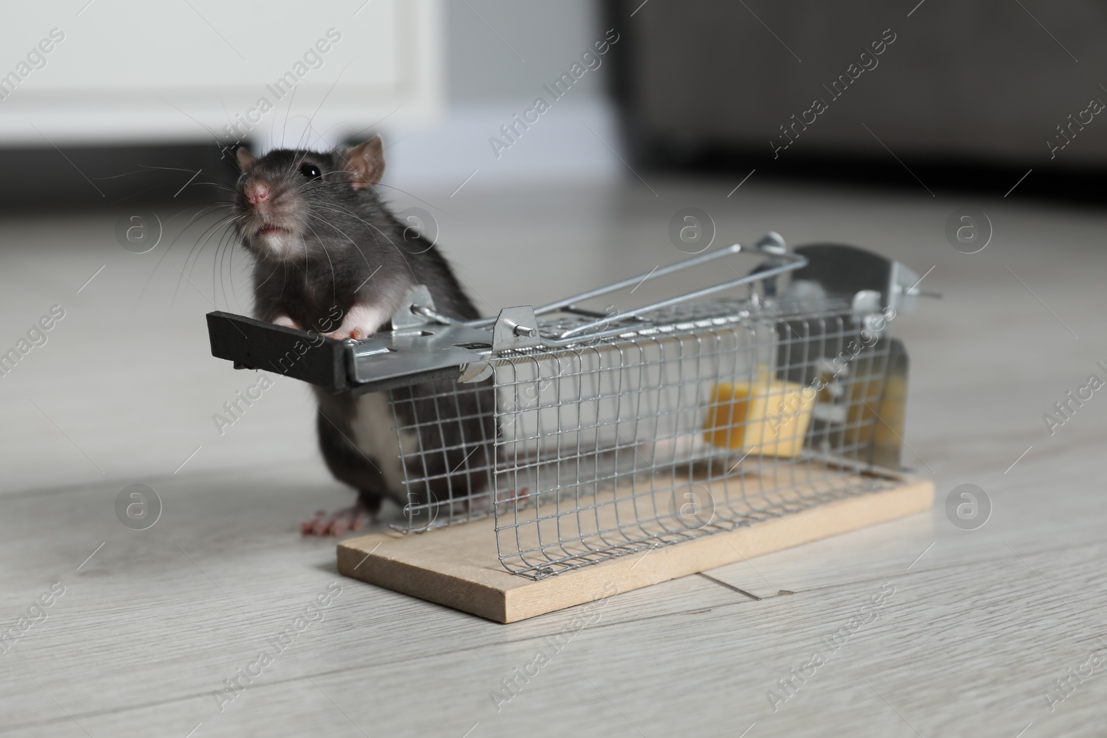 Photo of Rat and metal mouse trap with bait indoors