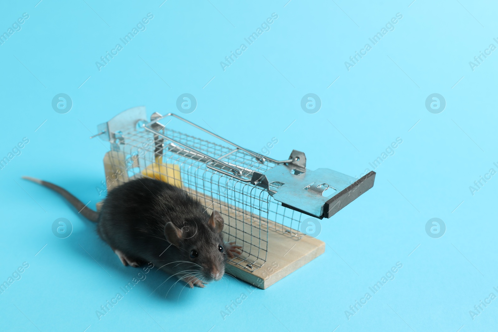 Photo of Rat and metal mouse trap on light blue background