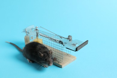 Photo of Rat and metal mouse trap on light blue background