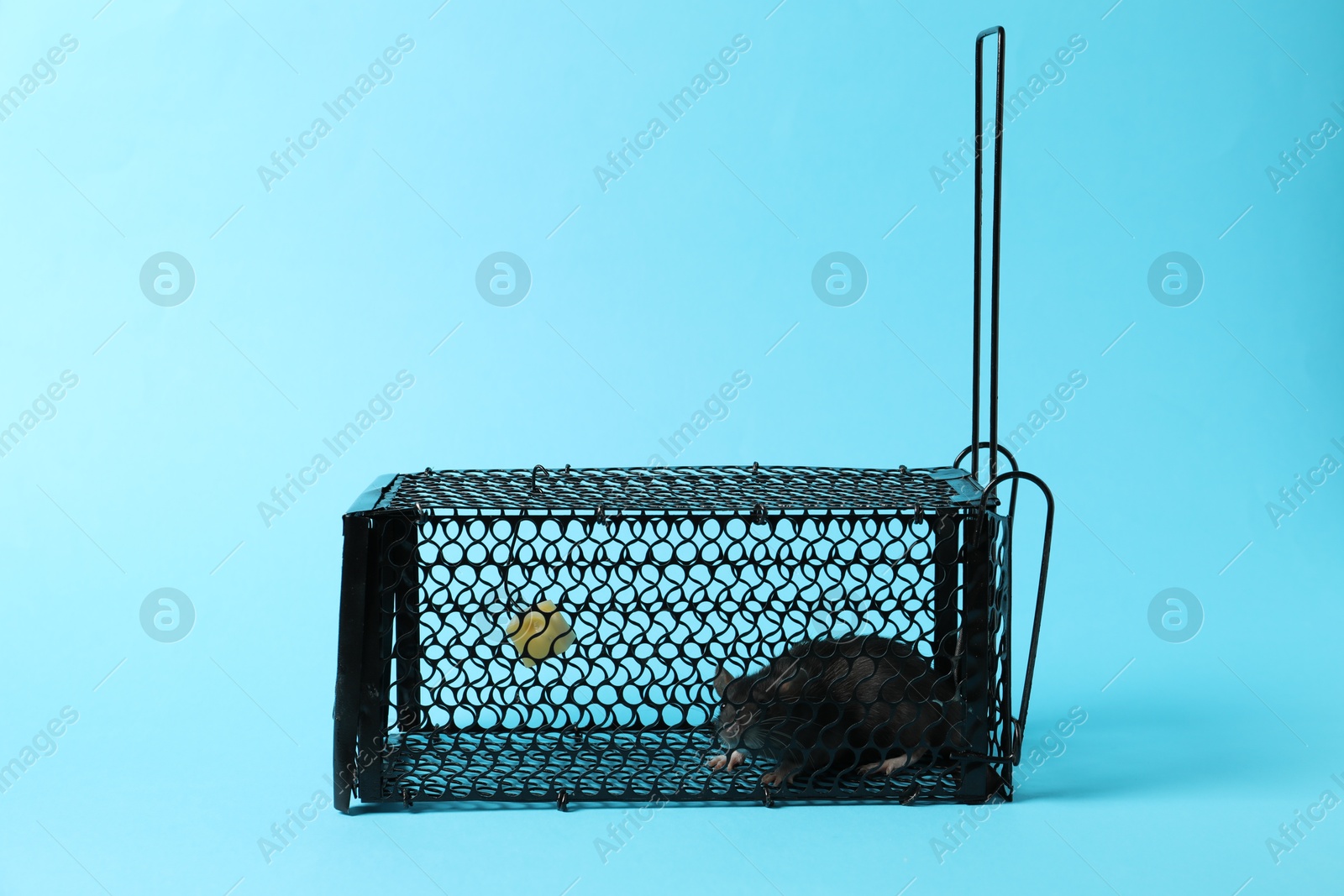 Photo of Rat in black metal mouse trap on light blue background