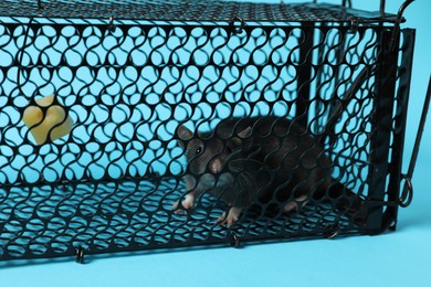 Photo of Rat in black metal mouse trap on light blue background, closeup