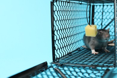 Photo of Rat in black metal mouse trap on light blue background, closeup. Space for text