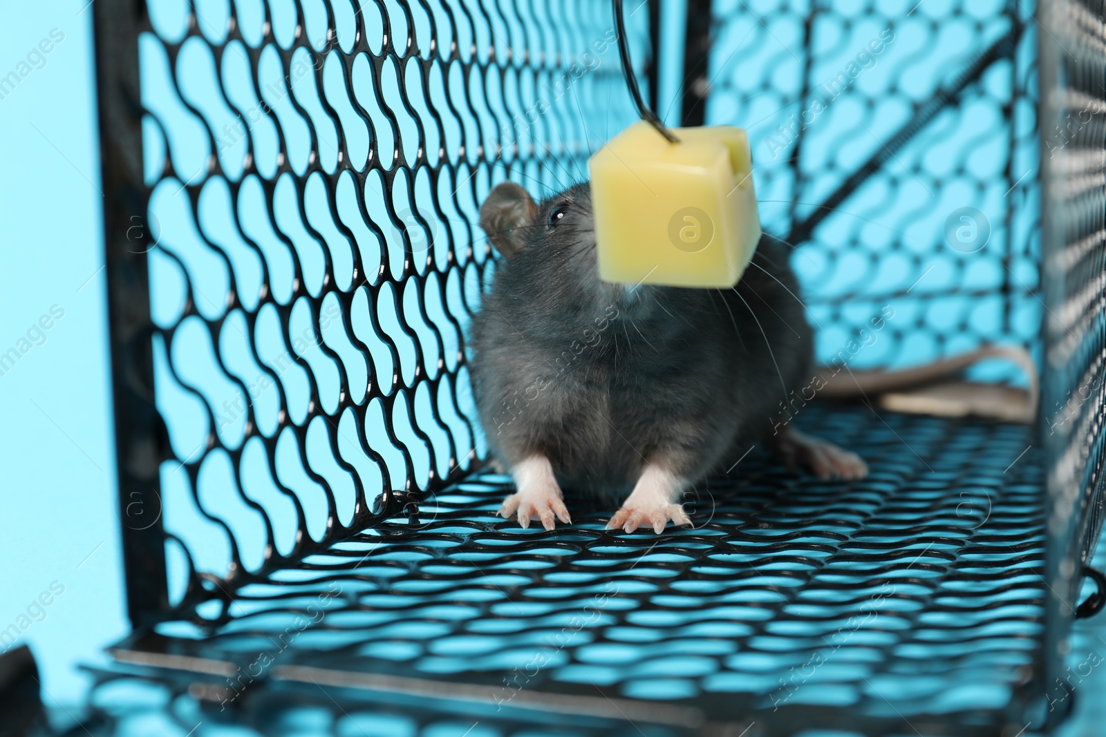 Photo of Rat in black metal mouse trap on light blue background, closeup