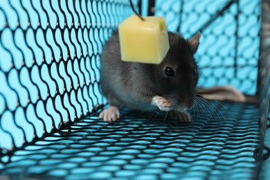 Photo of Rat in black metal mouse trap on light blue background, closeup