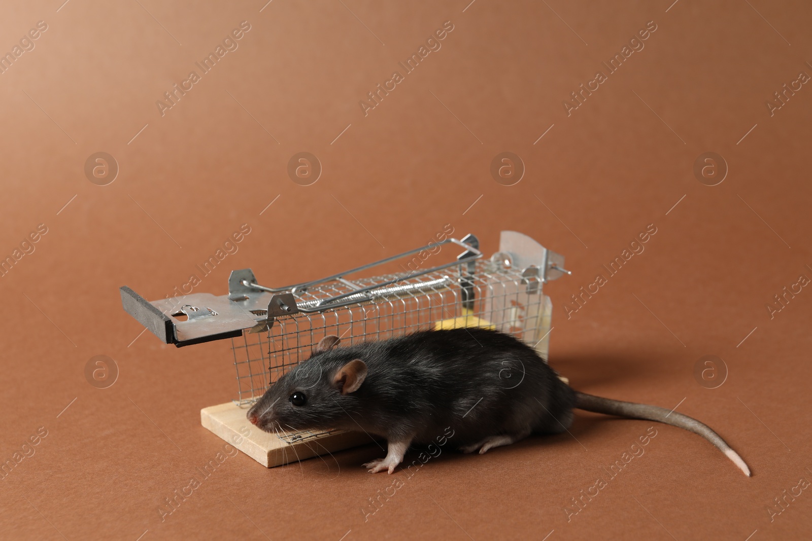 Photo of Rat and metal mouse trap on brown background