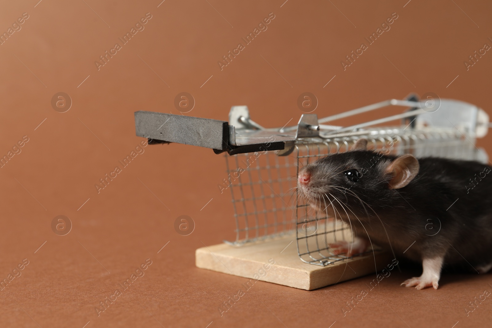 Photo of Rat and metal mouse trap on brown background, closeup. Space for text