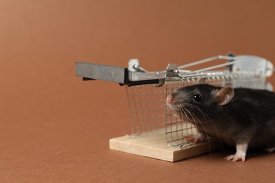 Photo of Rat and metal mouse trap on brown background, closeup. Space for text