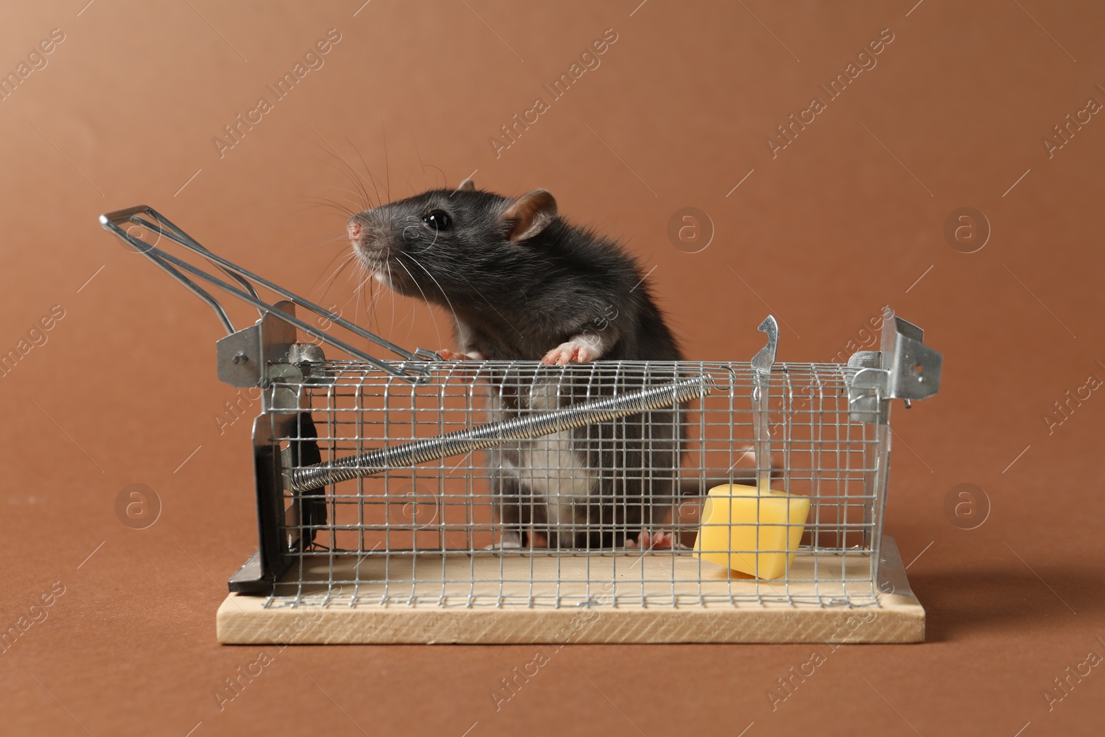 Photo of Rat and metal mouse trap on brown background