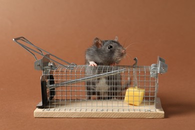 Photo of Rat and metal mouse trap on brown background