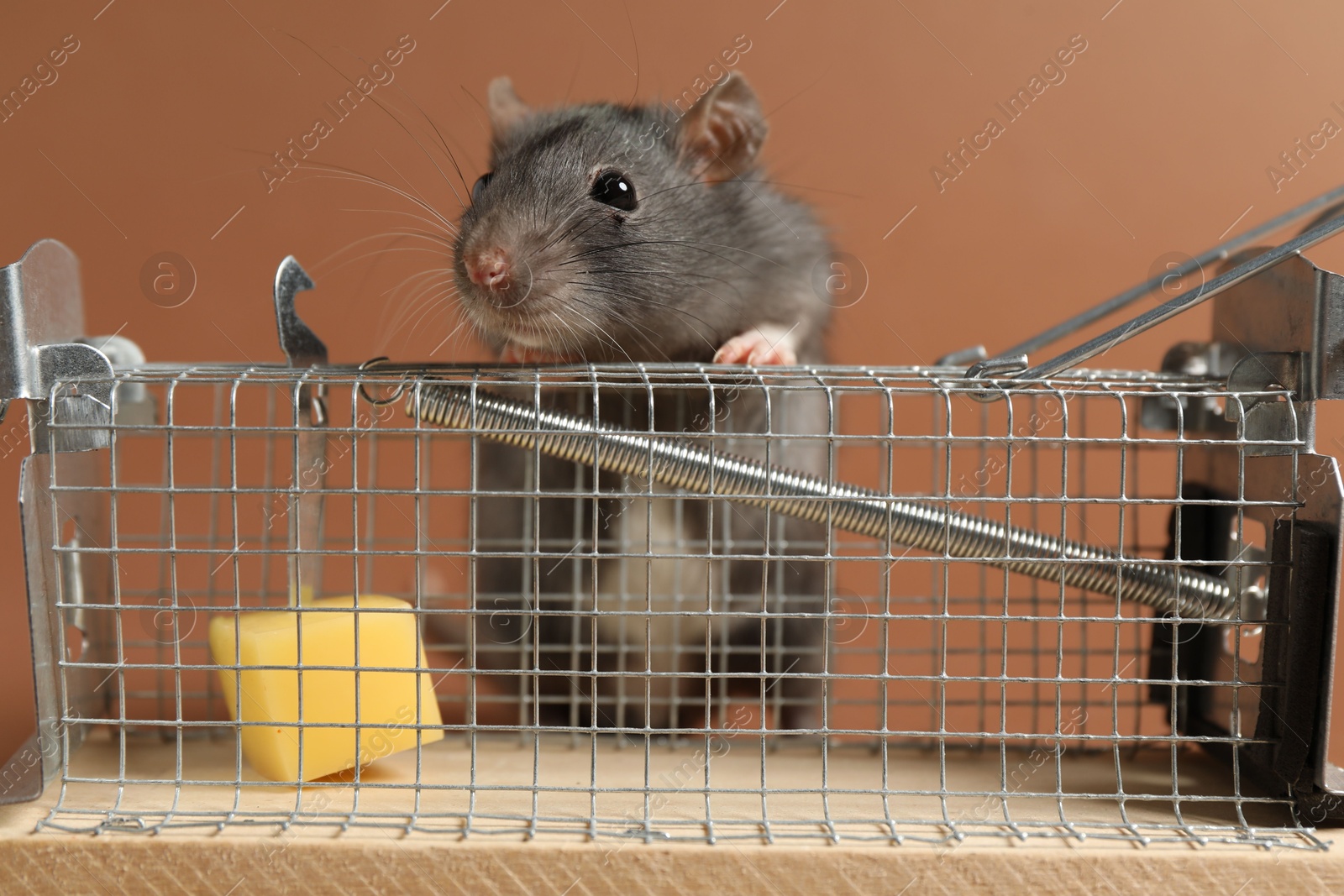 Photo of Rat and metal mouse trap on brown background, closeup