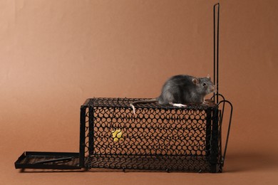 Photo of Rat on metal mouse trap against brown background