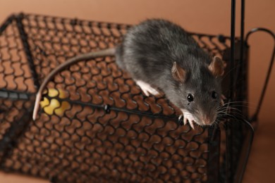 Photo of Rat and metal mouse trap on brown background, closeup