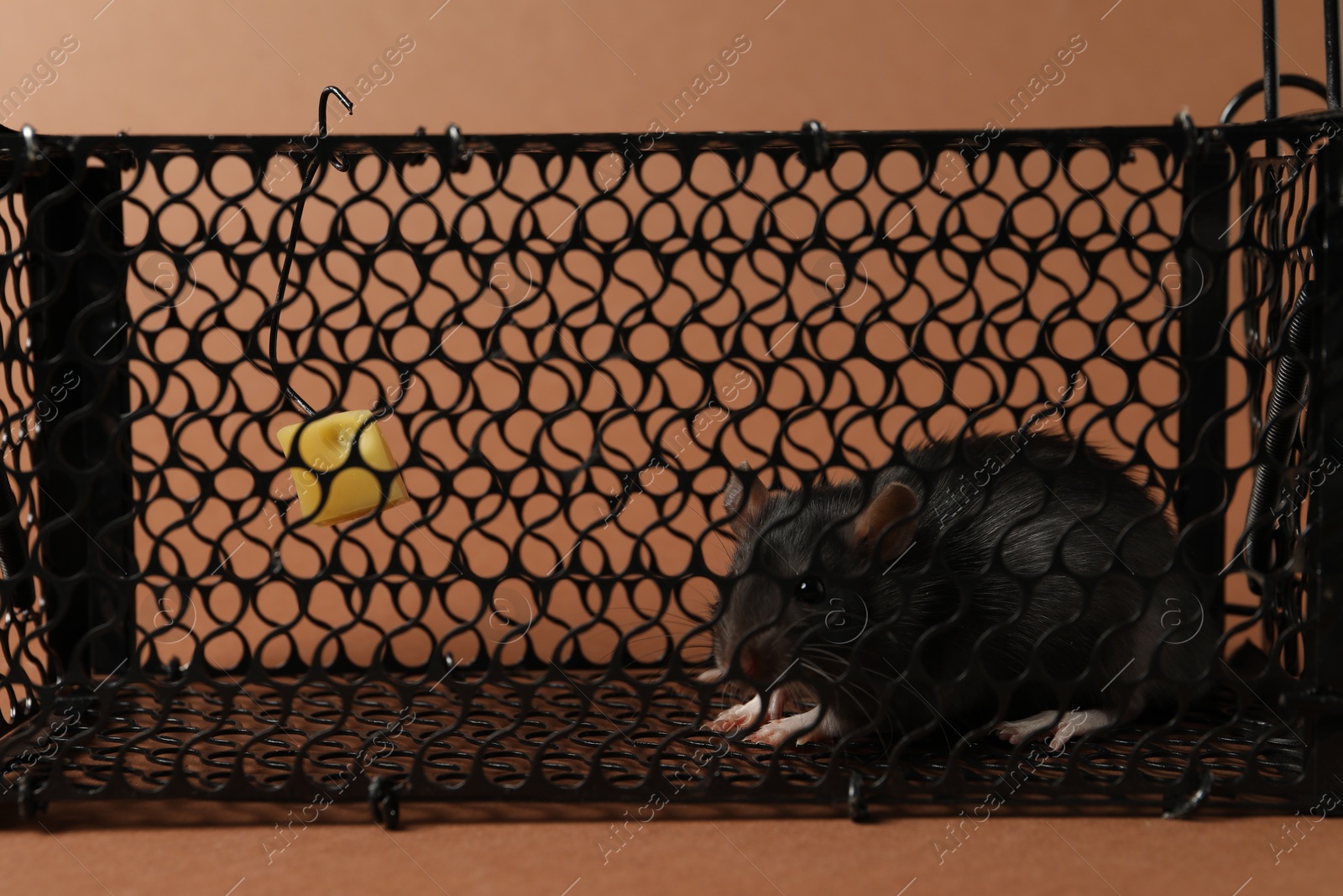 Photo of Rat in black metal mouse trap on brown background, closeup