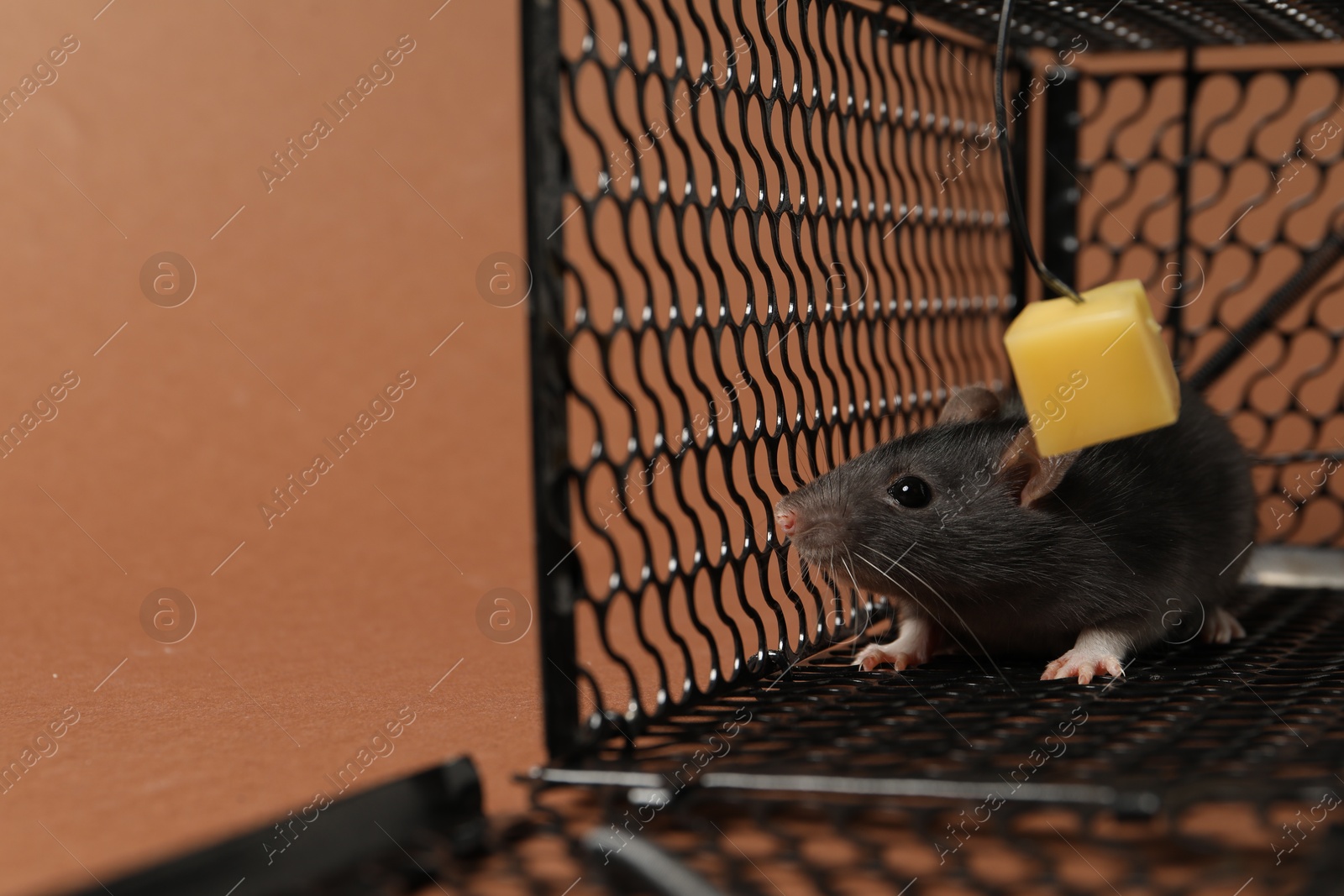 Photo of Rat in black metal mouse trap on brown background, closeup. Space for text