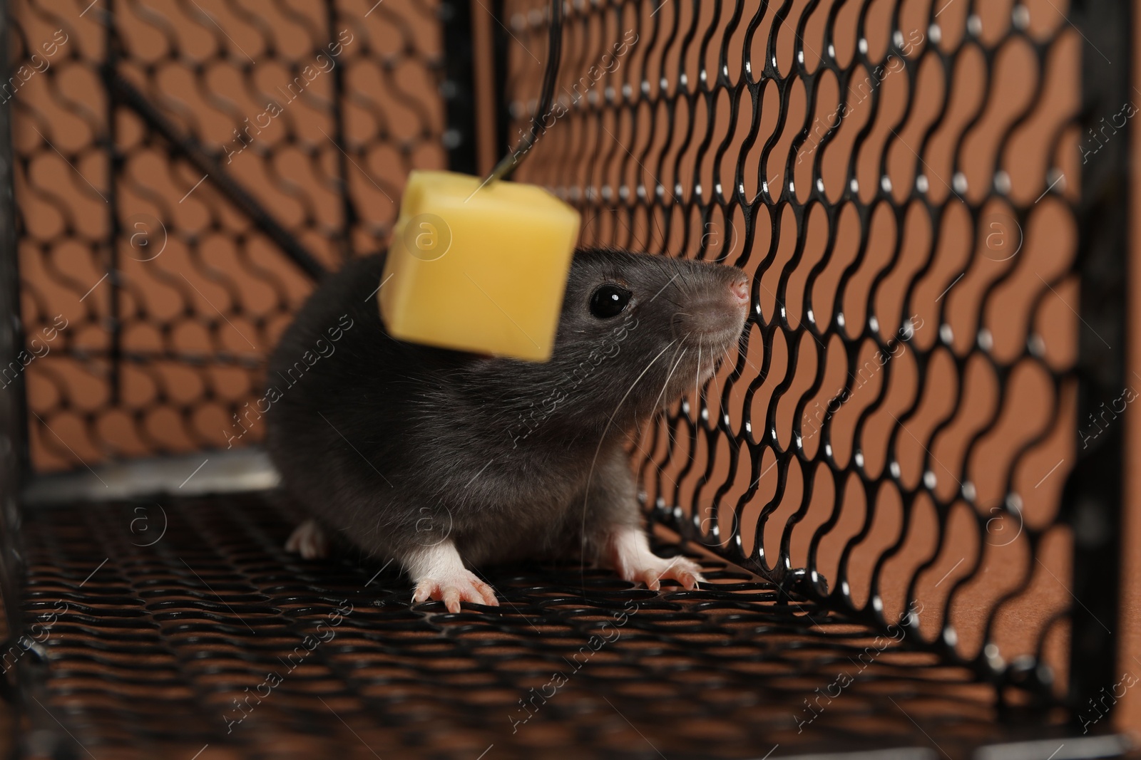 Photo of Rat in black metal mouse trap on brown background, closeup