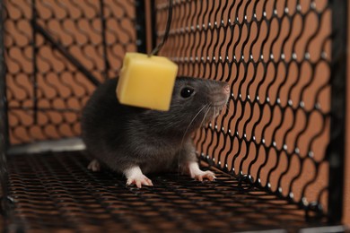 Photo of Rat in black metal mouse trap on brown background, closeup