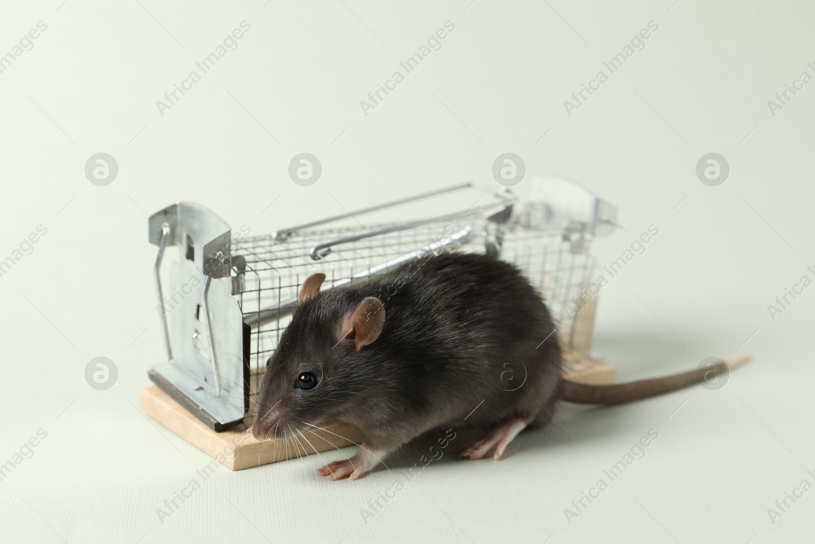 Photo of Rat and metal mouse trap on light background, closeup