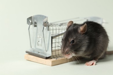 Photo of Rat and metal mouse trap on light background