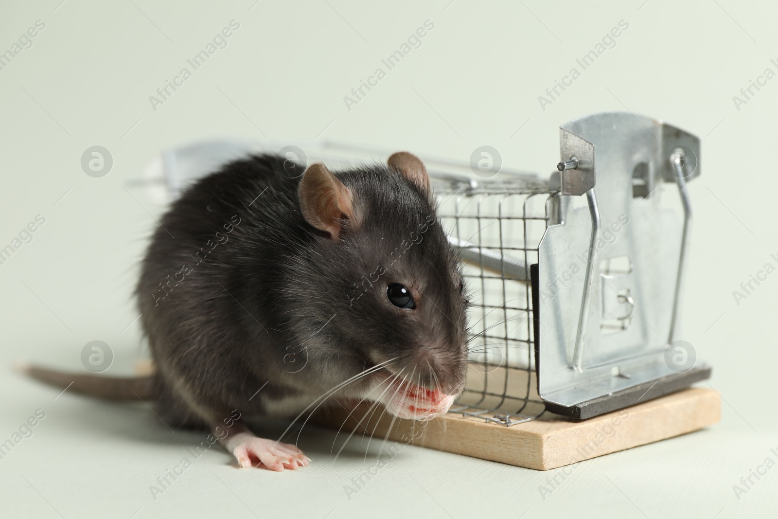 Photo of Rat and metal mouse trap on light background