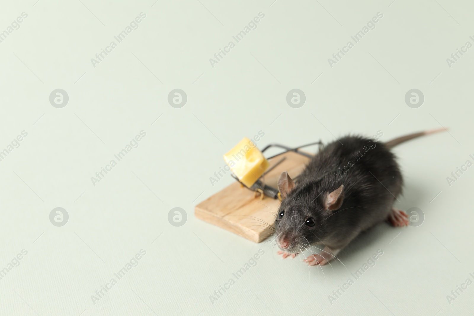 Photo of Rat and spring-loaded bar mousetrap with piece of cheese on light background, space for text