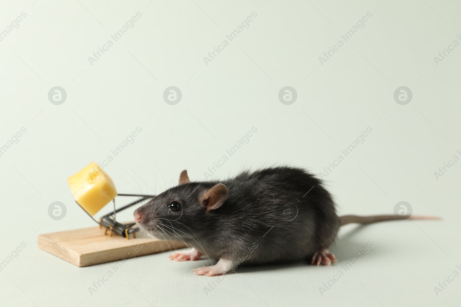 Photo of Rat and spring-loaded bar mousetrap with piece of cheese on light background