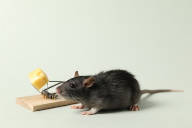 Photo of Rat and spring-loaded bar mousetrap with piece of cheese on light background