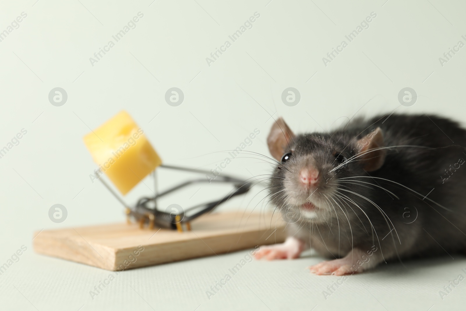 Photo of Rat and spring-loaded bar mousetrap with piece of cheese on light background, closeup