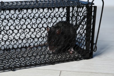 Photo of Rat in black metal mouse trap on floor, closeup