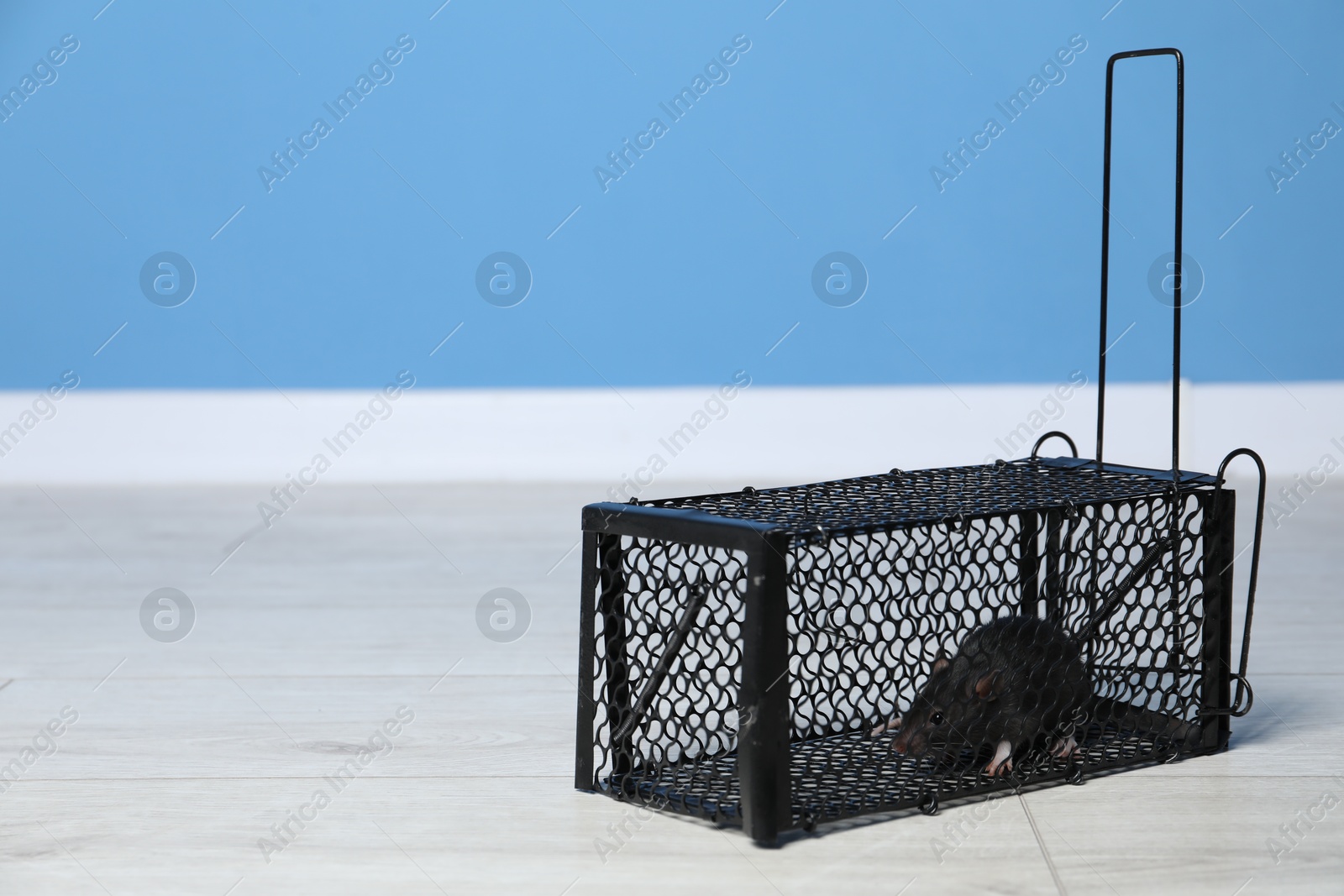 Photo of Rat in black metal mouse trap indoors, space for text