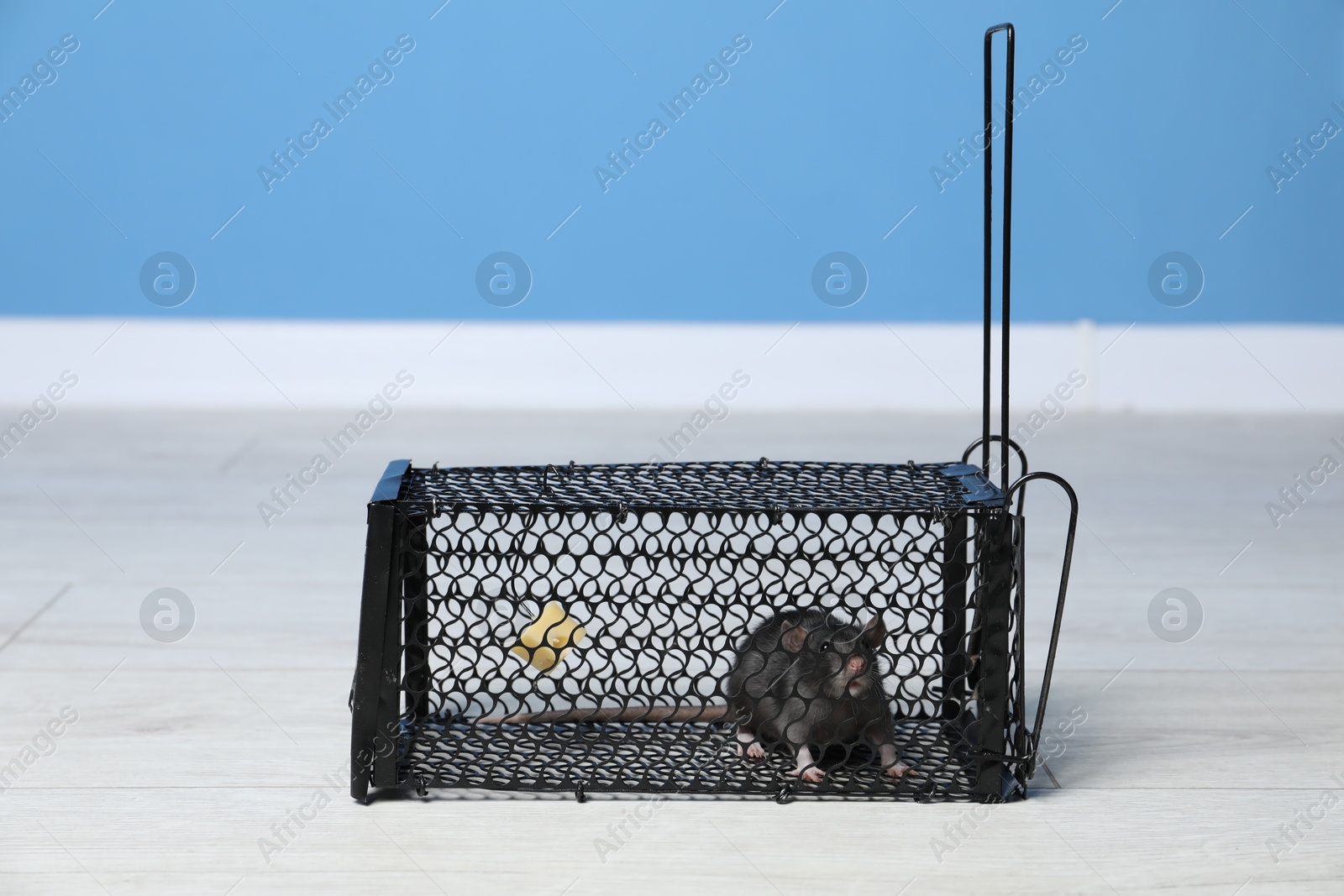 Photo of Rat in black metal mouse trap indoors