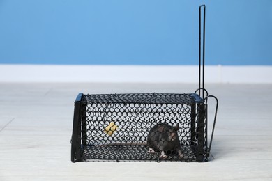 Photo of Rat in black metal mouse trap indoors