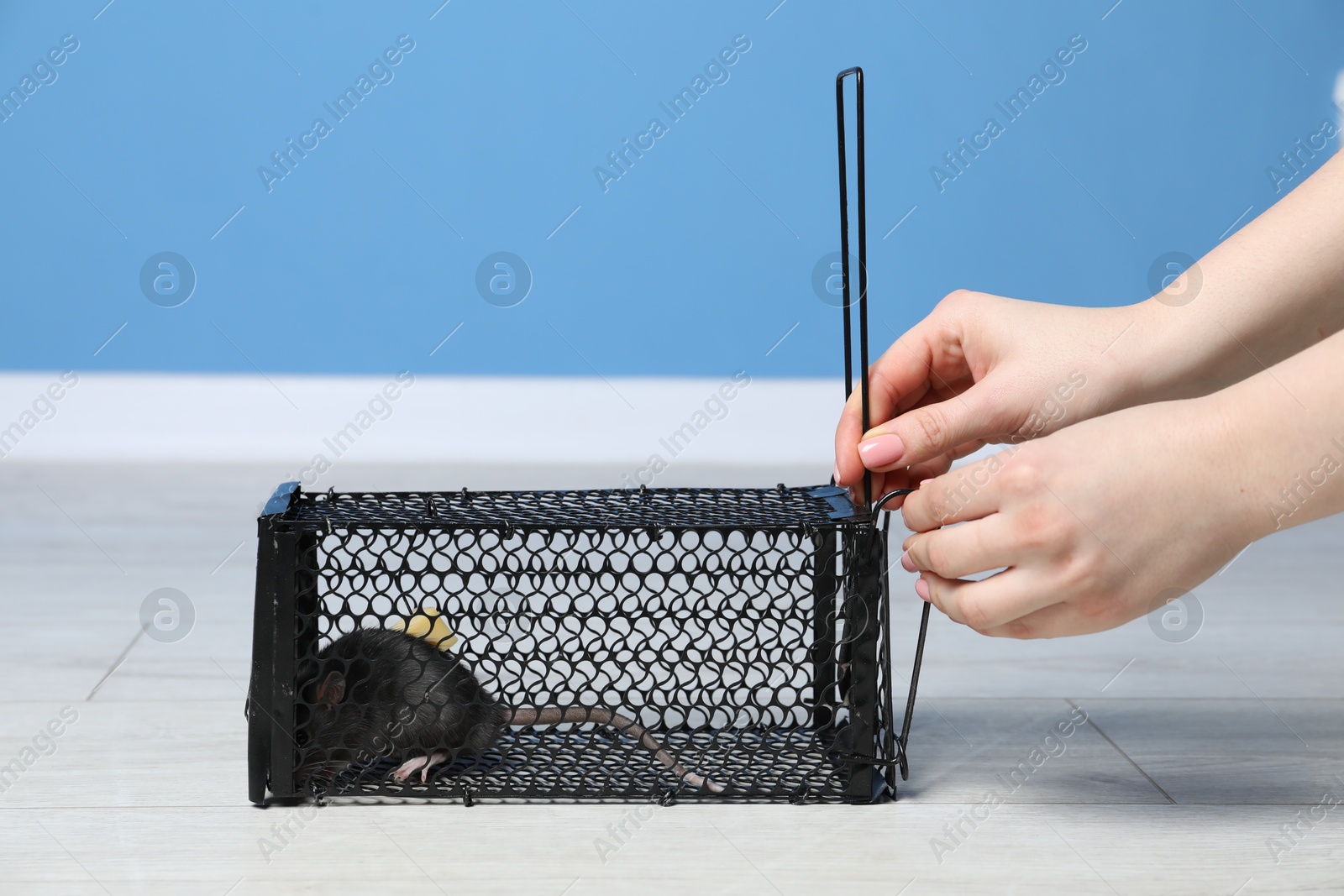 Photo of Woman holding metal mouse trap with rat indoors, closeup