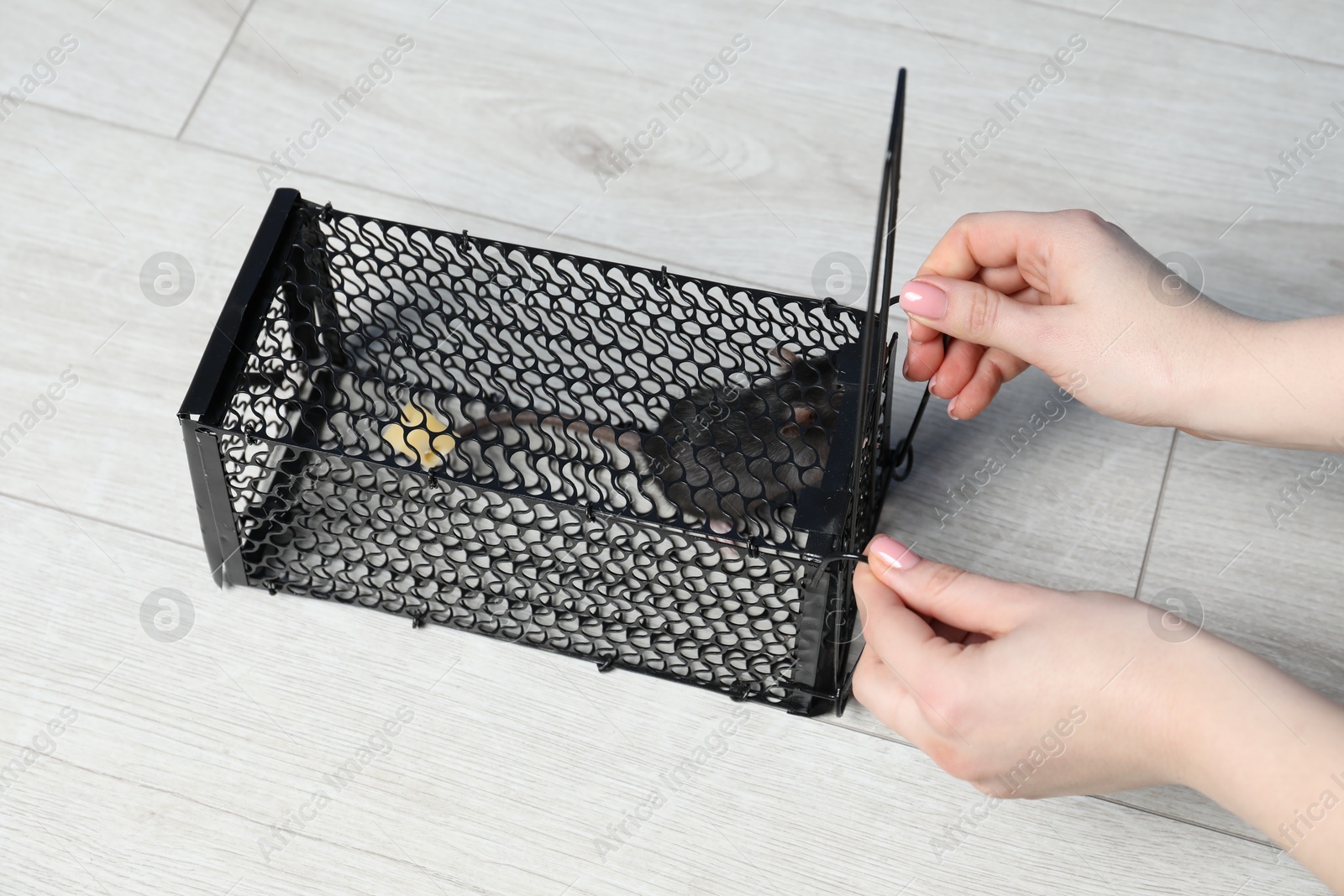 Photo of Woman holding metal mouse trap with rat on floor, above view