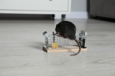 Photo of Rat on metal mouse trap with bait indoors