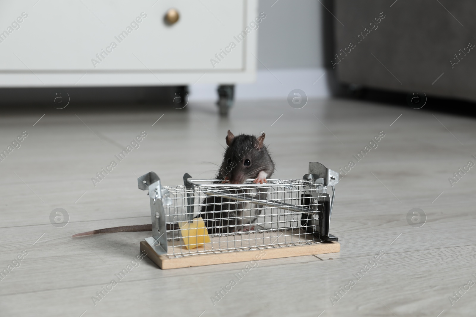 Photo of Rat and metal mouse trap with bait indoors