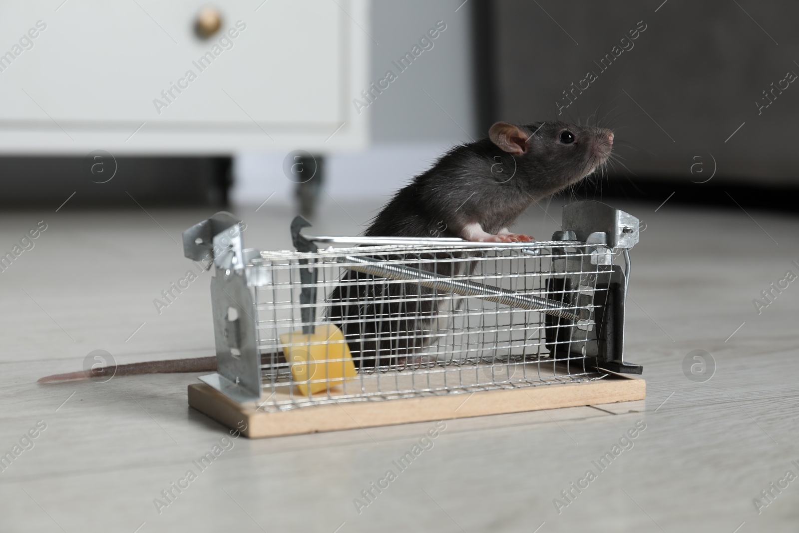 Photo of Rat and metal mouse trap with bait indoors