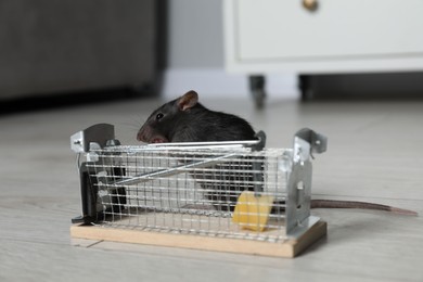 Photo of Rat and metal mouse trap with bait indoors